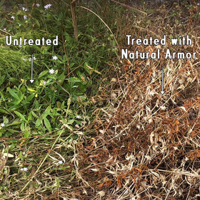 Natural Armor used around flower beds and paths to stop unwanted growth.