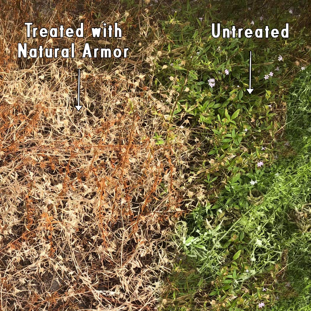 Natural Armor driveway spray application shows quick weed control.