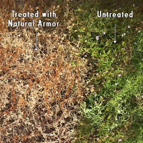 Natural Armor driveway spray application shows quick weed control.
