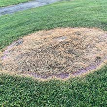 Application mist from Natural Elements Weed Killer covering weeds