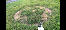 Person holding Natural Elements Weed Killer bottle for quick yard treatment