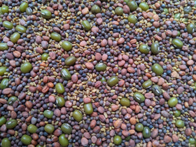 Natural Roots salad mix seeds for colorful sprouts in meals