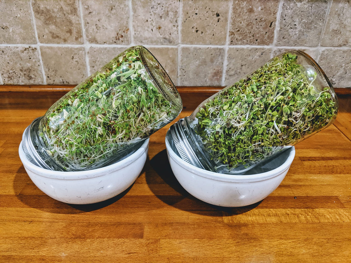 Natural Roots alfalfa seeds for quick delicate sprouts