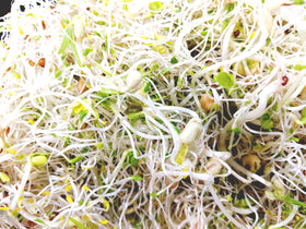 Natural Roots radish seeds for peppery sprouts in a week