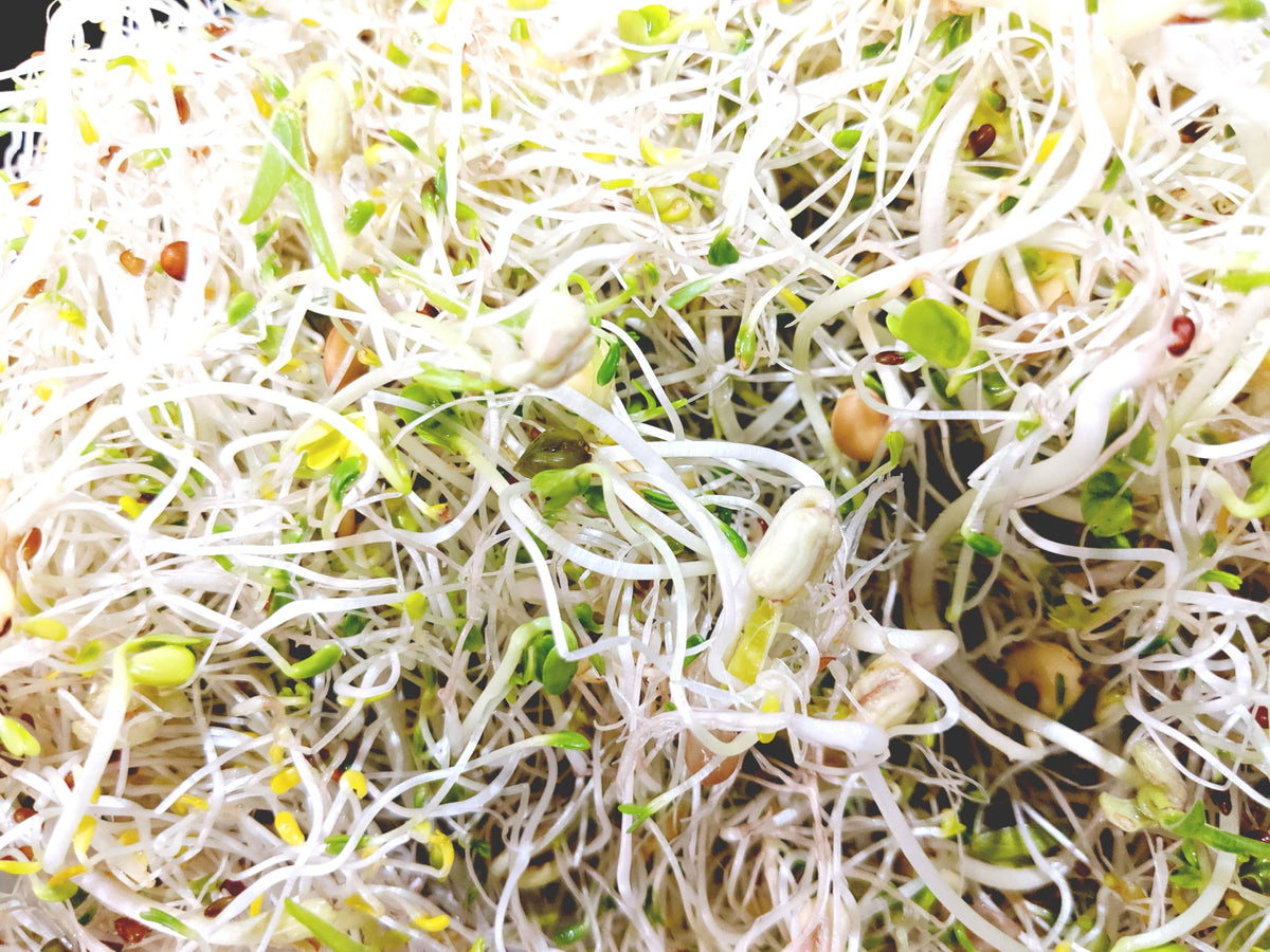 Natural Roots mixed sprouts in a colorful bowl for meals.