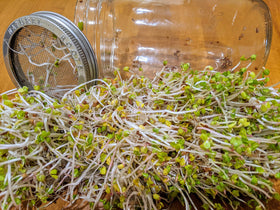 Natural Roots mung beans sprouting seeds packaged for quick, protein-rich sprouts.
