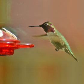 Gasket detail provides a reliable seal for mess-free nectar.