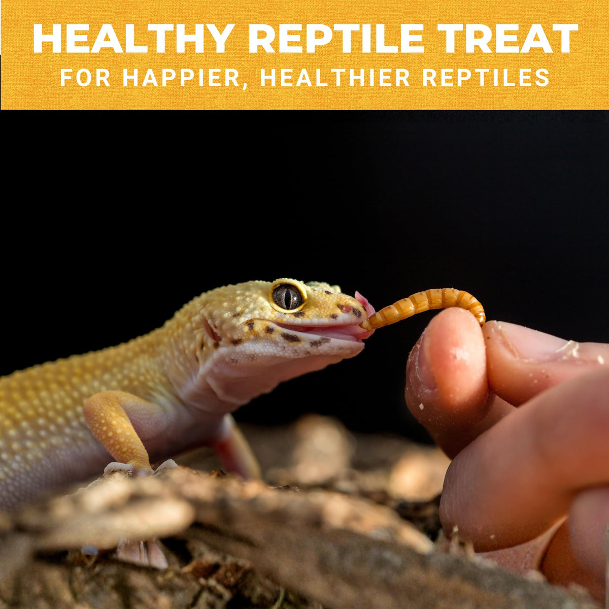 Nature Anywhere Mighty Mealworm duck-food setup demonstrates simple protein boost for backyard ducks.
