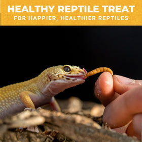 Nature Anywhere Mighty Mealworm duck-food setup demonstrates simple protein boost for backyard ducks.
