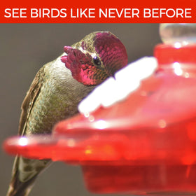 Close-up of colorful flowers inviting hummingbirds to sample nectar.