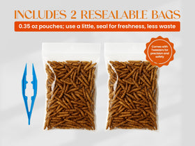 Nature Gift Store black soldier fly larvae close-up for nutrient-rich feeds.