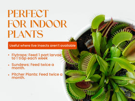 Nature Gift Store feeding scene showing Venus Flytrap with larvae for easy care.