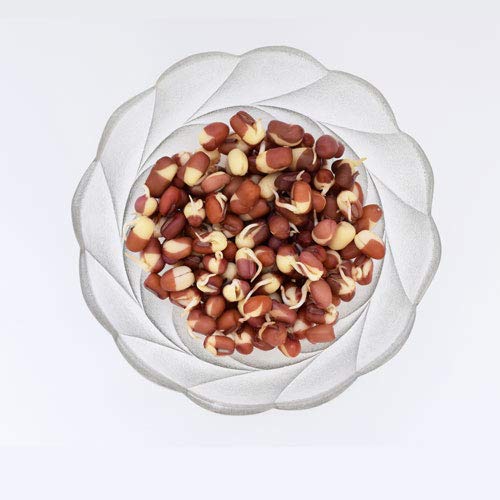 Nature Jim's Sprouts 3-Bean Seed Mix garden scene, indoor/outdoor versatility.