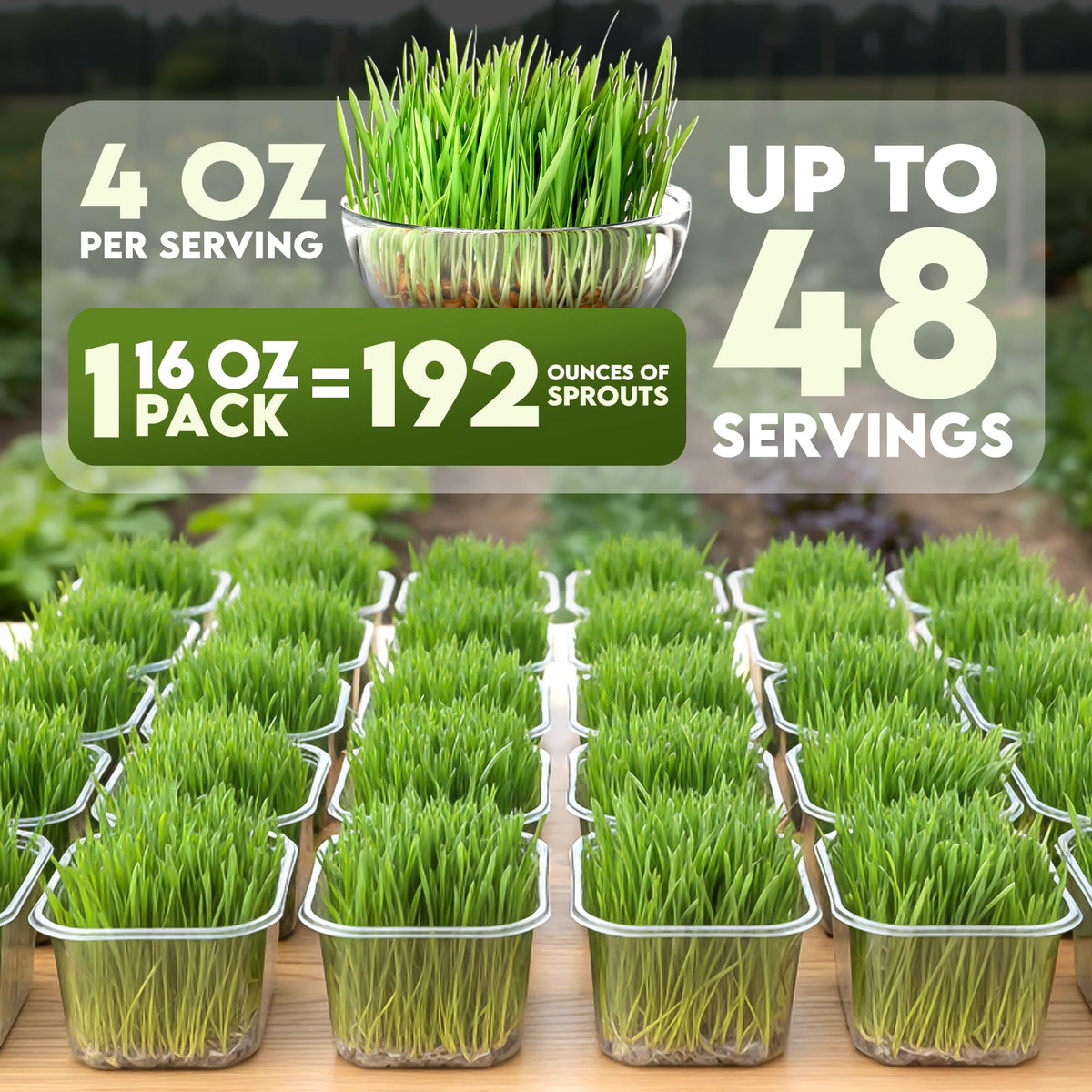 Nature Jims Sprouts cat grass seeds in use for indoor pets