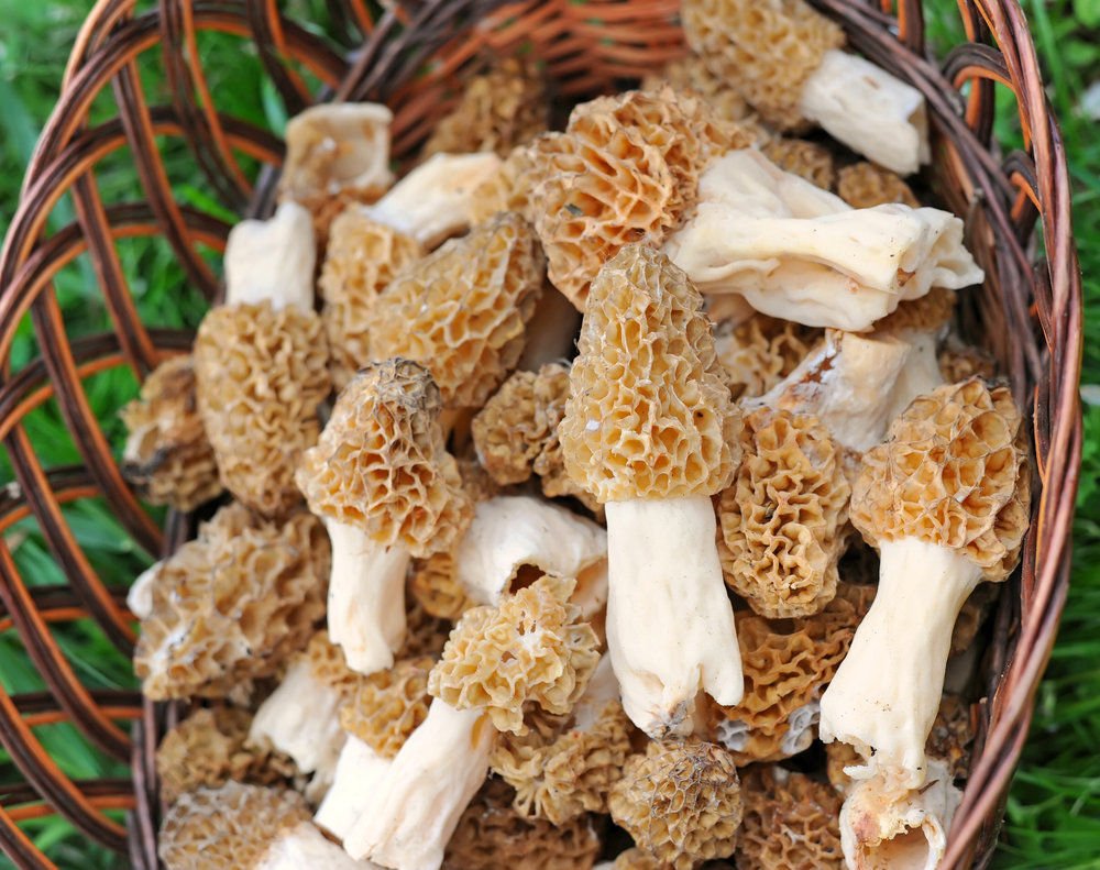Nature's Treasures sawdust spawn activated by water for growing gourmet morels.