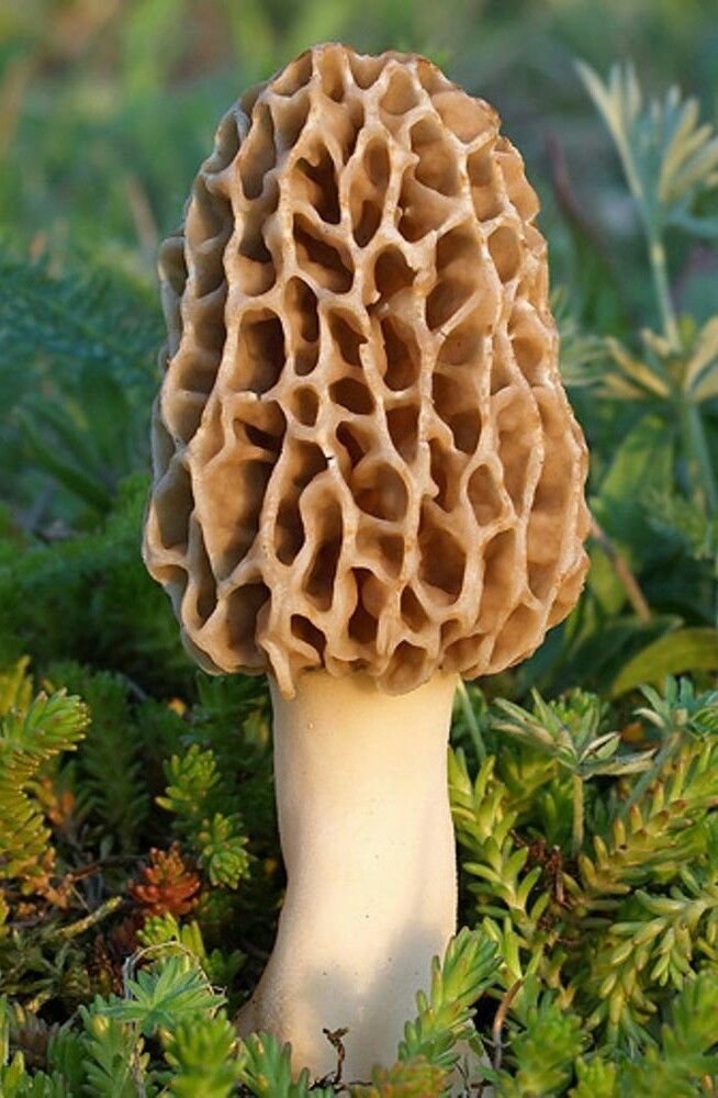 Nature's Treasures TRUE Morel spores in sawdust for easy at-home cultivation.