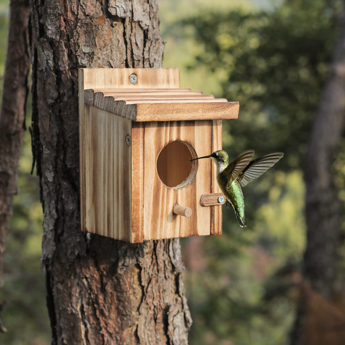 NATUREYLWL wood nesting box for small birds supports safe nesting.