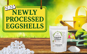 Natures Vitality Farms orchids receiving eggshell fertilizer for healthy blooms.