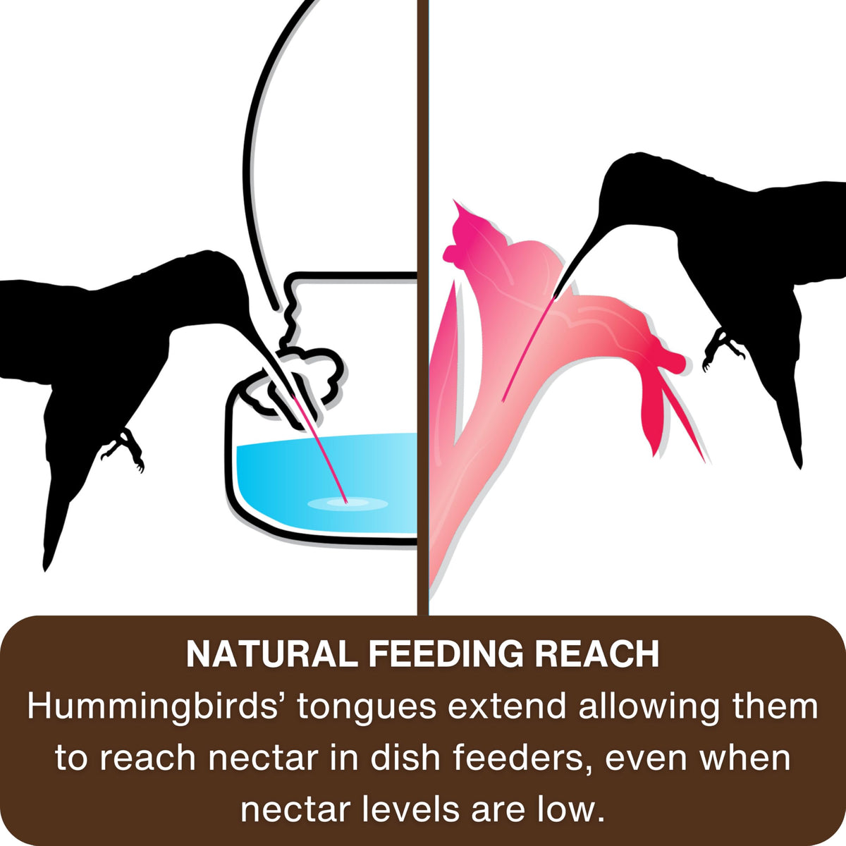 Nature's Way 6oz nectar capacity keeps hummingbirds fed between refills