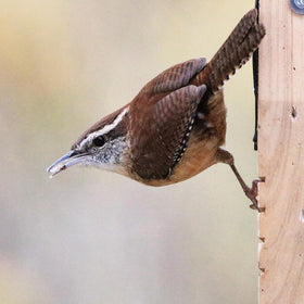 Nature's Way Bird Products CWF1 tail-prop feeder cedar construction close-up