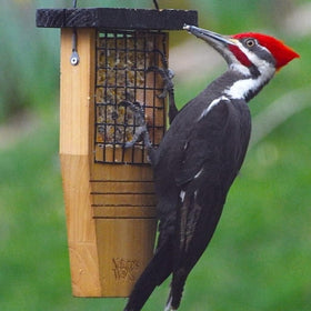 Nature's Way Bird Products CWF1 tail-prop feeder woodpecker visit
