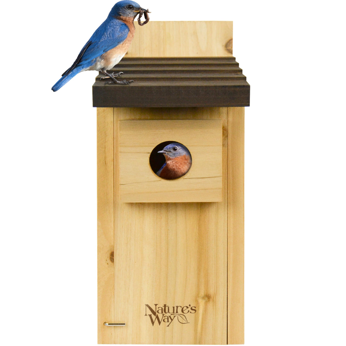 Nature's Way Cedar Bluebird House front view with predator shield offering brood protection.