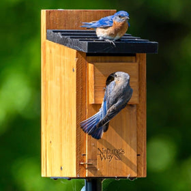 Nature's Way Cedar Bluebird House interior detail with kerfs aiding fledging grip.