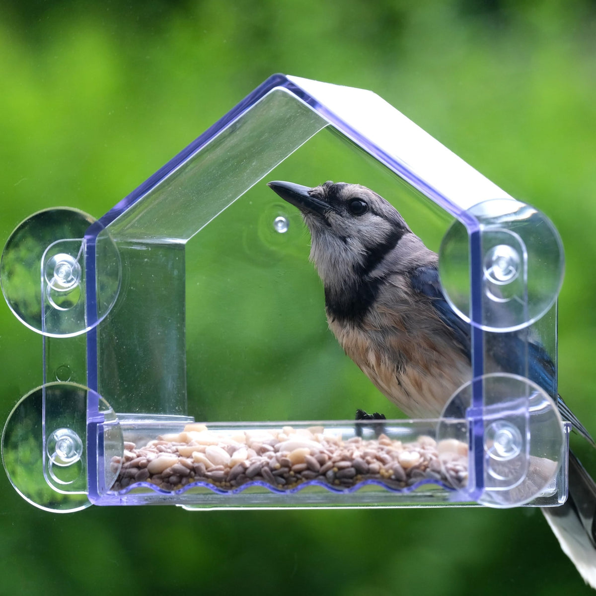 Nature's Way Window feeder provides a close-up view of backyard birds.