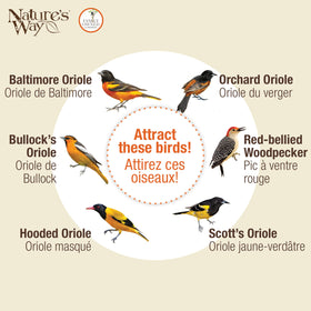 Nature's Way OFM1 anti-ant moat deters pests around the feeder.