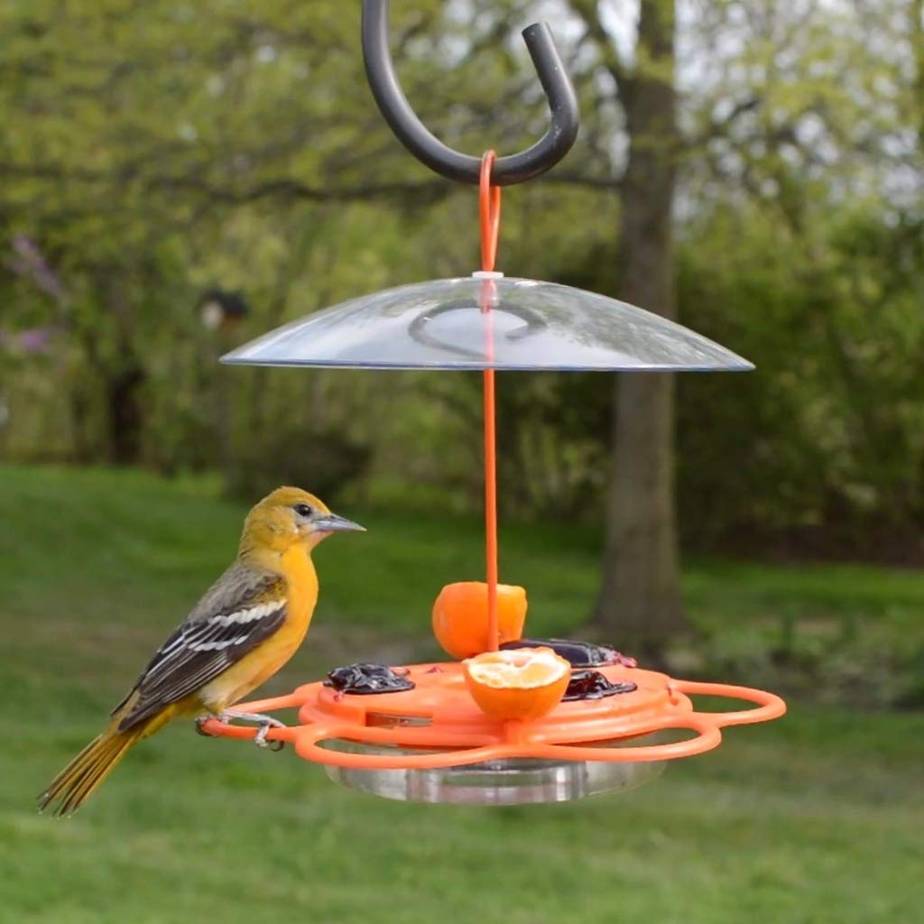 Nature's Way OFP1 orange feeder in backyard view showing active birds.