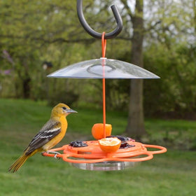 Nature's Way OFP1 orange feeder in backyard view showing active birds.