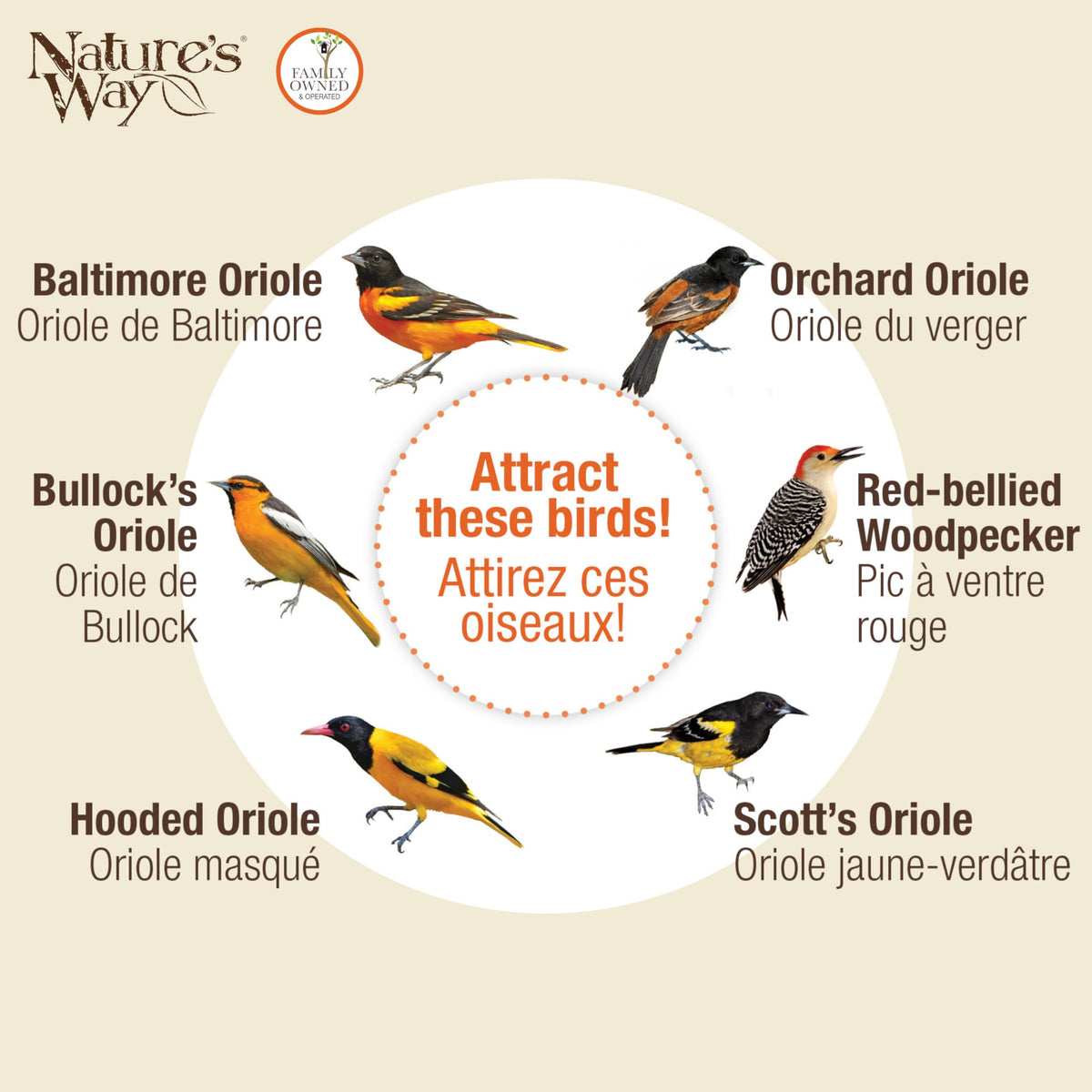 Nature's Way OFP1 orange feeder supporting nectar, jelly, and fruit options.