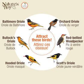 Nature's Way OFP1 orange feeder supporting nectar, jelly, and fruit options.