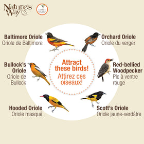 Nature’s Way Oriole Feeding Center ant moat helps deter insects