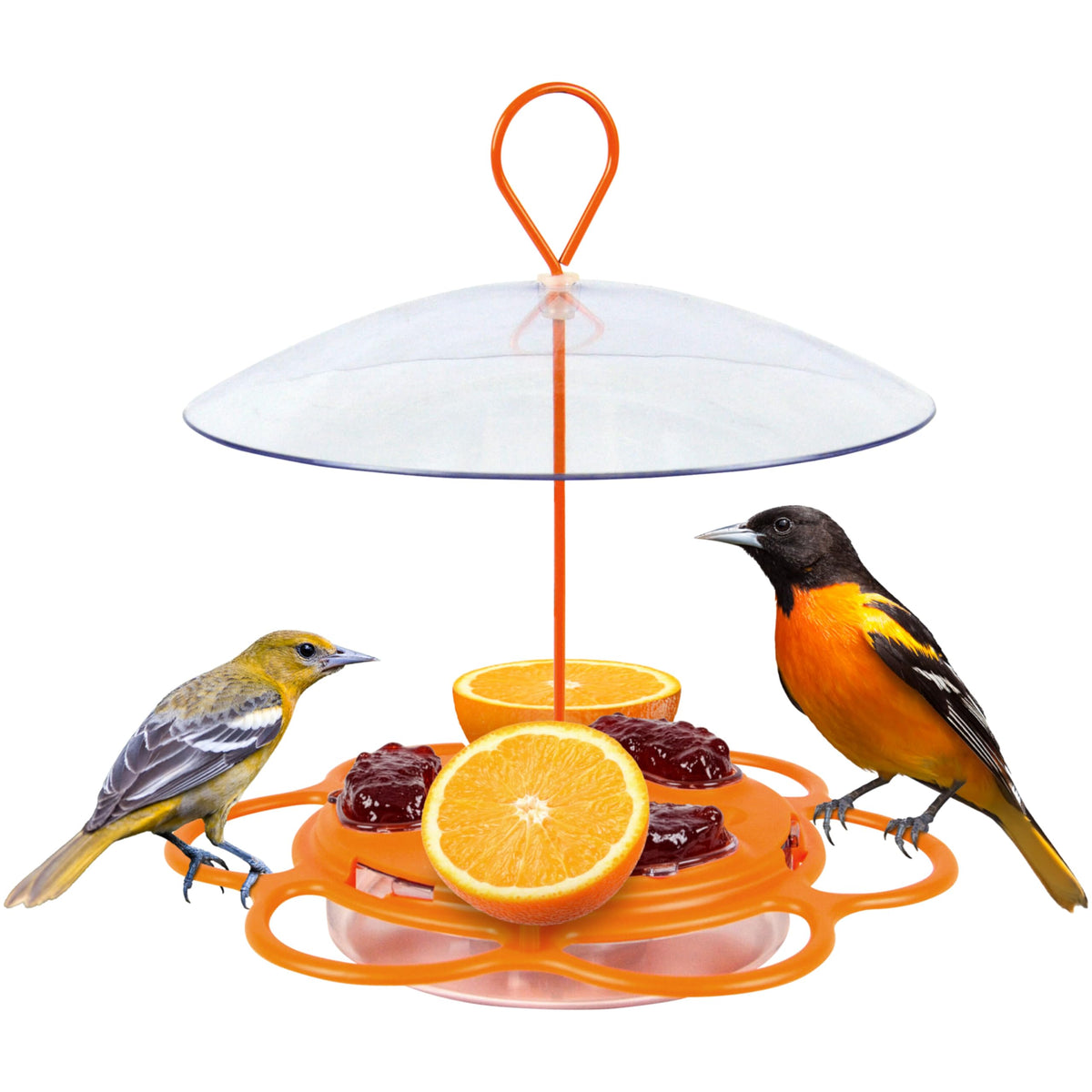 Nature’s Way Oriole Feeding Center overview with multi-station setup for several orioles