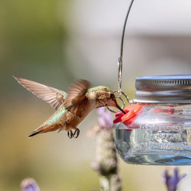 Nature's Way outdoor yard decor hummingbird feeder enhances garden charm