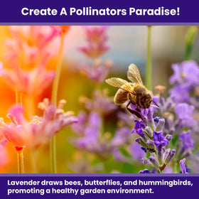 NatureZ Edge 3000 drought-tolerant-lavender thrives in sun with minimal watering.