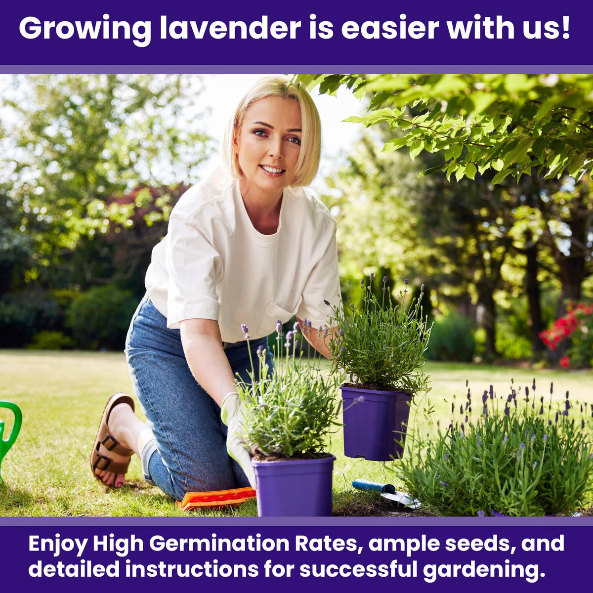 NatureZ Edge 3000 fragrant-lavender-bloom shows aromatic flowers ideal for borders and containers.