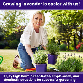 NatureZ Edge 3000 fragrant-lavender-bloom shows aromatic flowers ideal for borders and containers.