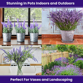 NatureZ Edge 3000 pollinator-attracting-lavender invites bees and butterflies to your yard.