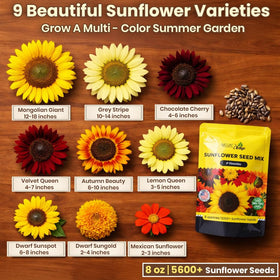 NatureZ Edge Autumn Beauty sunflower seeds add vibrant color to late-season gardens.
