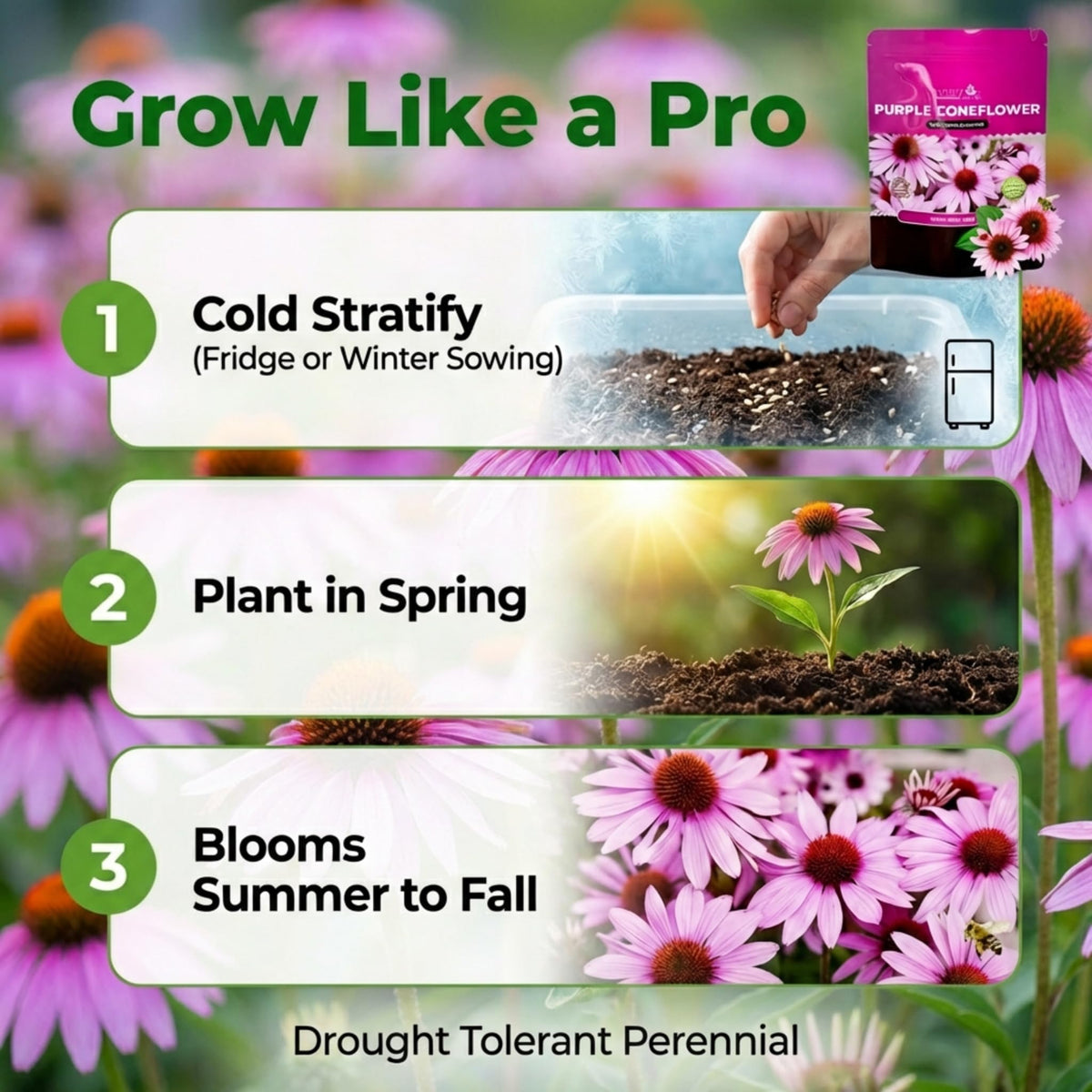 NatureZ Edge Bees and butterflies with echinacea, a pollinator-friendly garden feature.