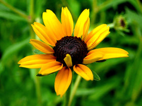 NatureZ Edge Black Eyed Susan flowers bloom to attract pollinators outdoors.