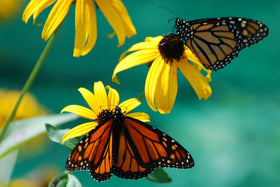 NatureZ Edge Black Eyed Susan seeds sprouting into abundant blooms for sunny beds.