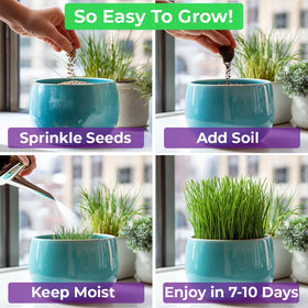 NatureZ Edge cat grass seeds being nibbled by an indoor cat