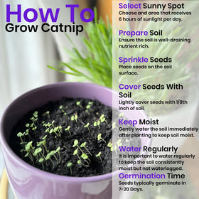 NatureZ Edge catnip seeds cat interaction captures playful moments from fresh plant