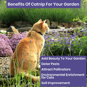 NatureZ Edge catnip seeds garden bed shows outdoor growing potential for pets
