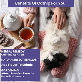 NatureZ Edge catnip seeds planting in pot demonstrates indoor herb garden options