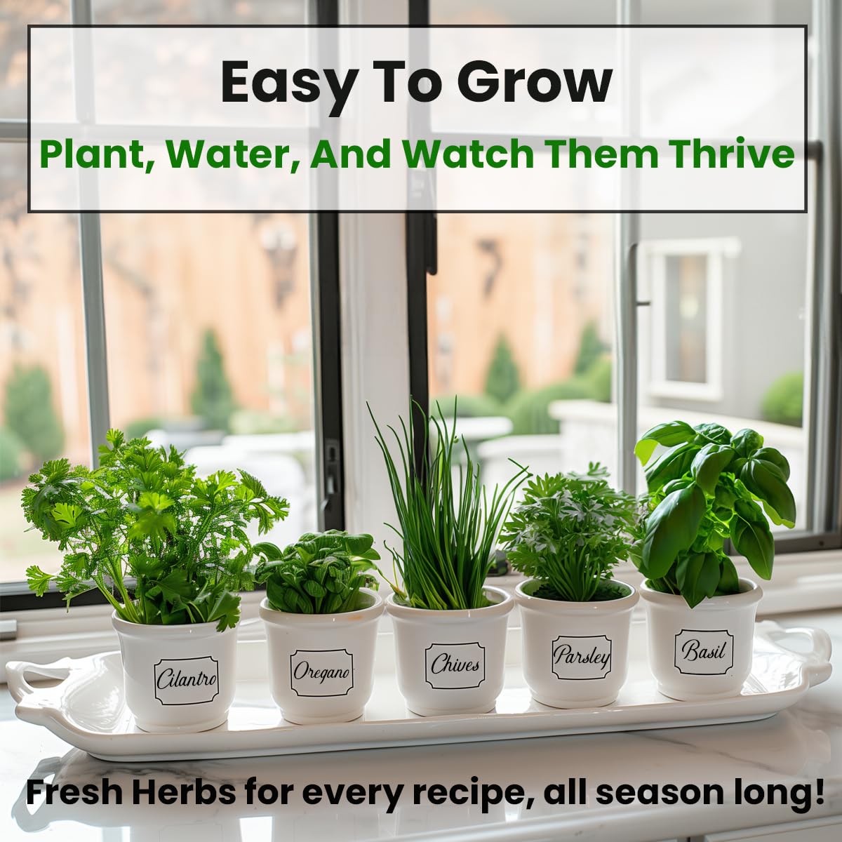 NatureZ Edge chives-seeds ready for indoor herb garden