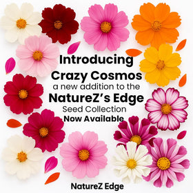NatureZ Edge Cosmos sensation mix seeds with bright, multicolor blooms for containers.